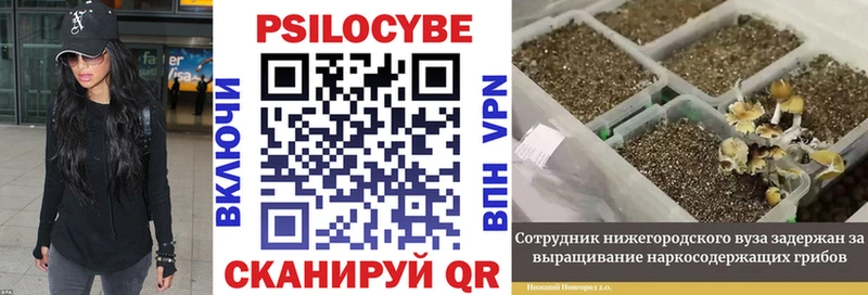 Купить  Заволжье  Псилоцибиновые грибы GOLDEN TEACHER 